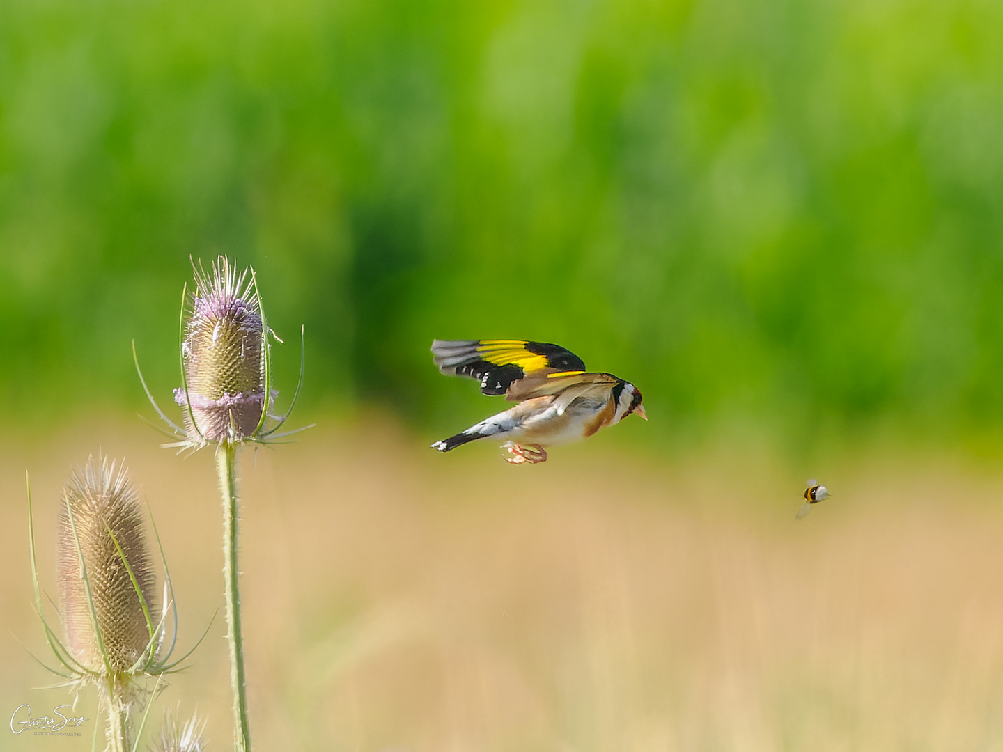 NEIN, Er Hat die Hummel nicht......