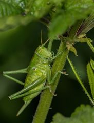 "NEIN er sieht mich nicht .... nein, er kann mich nicht sehen"