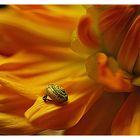 Nein es handelt sich nicht um ein blumenbild sondern um den schneck - so klein und