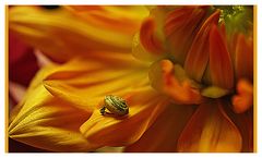 Nein es handelt sich nicht um ein blumenbild sondern um den schneck - so klein und