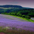 Nein, es ist nicht die Provence...