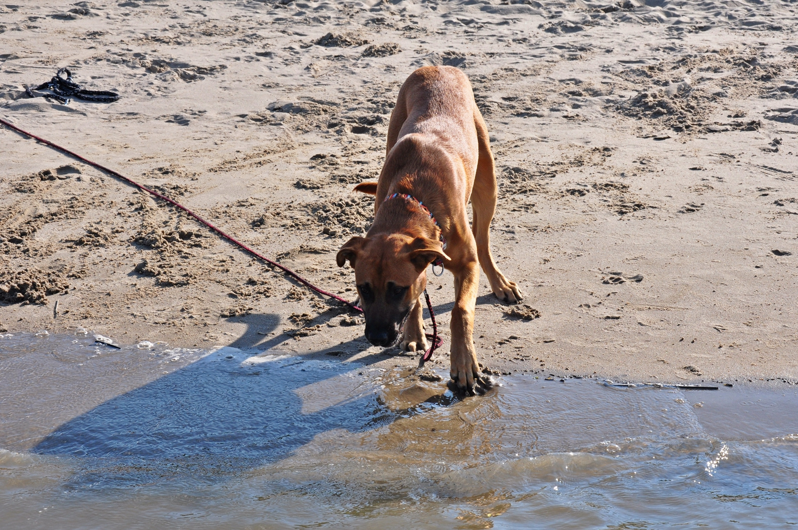 Nein Herrchen, ich geh nich ins Wasser...:-(