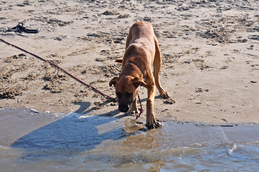 Nein Herrchen, ich geh nich ins Wasser...:-(