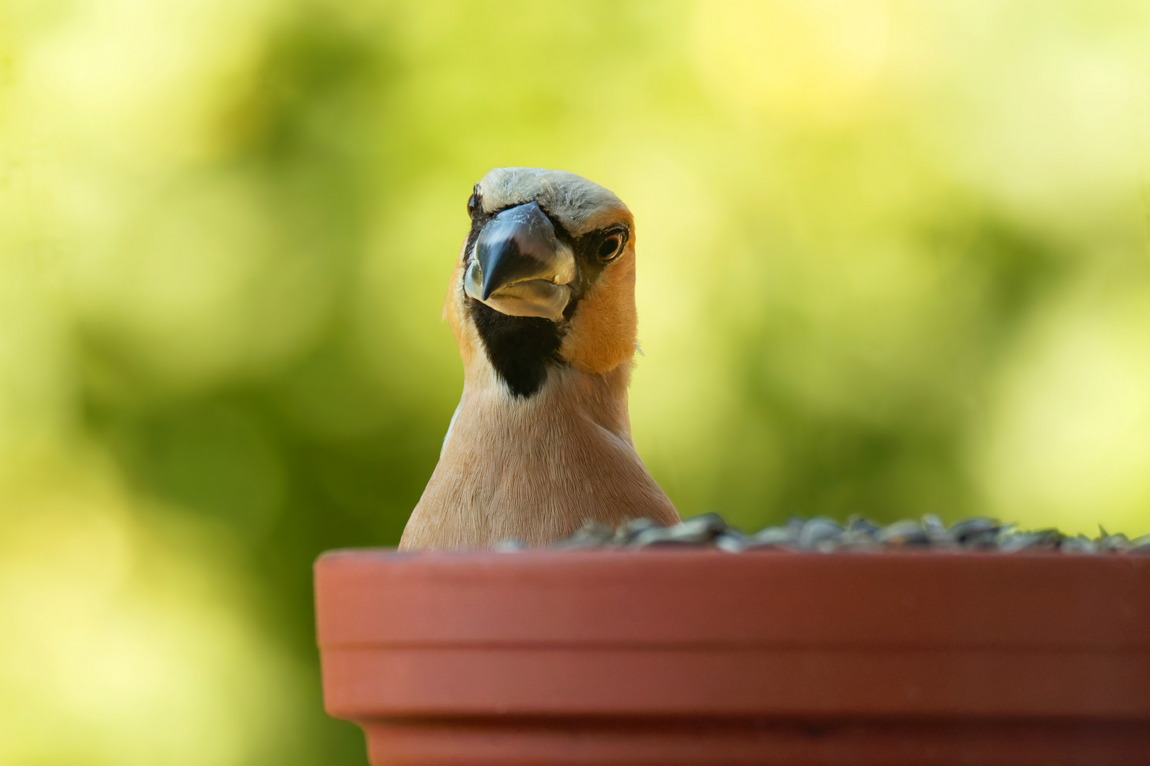 Nein... ich bade nicht im Futter. Kernbeißer  (Coccothraustes coccothraustes)vor dem Fenster