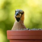 Nein... ich bade nicht im Futter. Kernbeißer  (Coccothraustes coccothraustes)vor dem Fenster