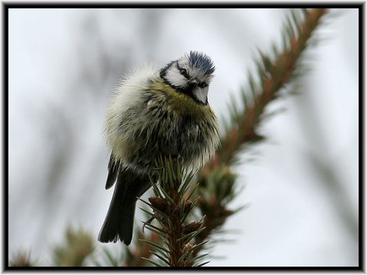 Nein, ich bin kein Kugelfisch