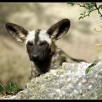 " Nein ! Ich bin keine Fledermaus !! "