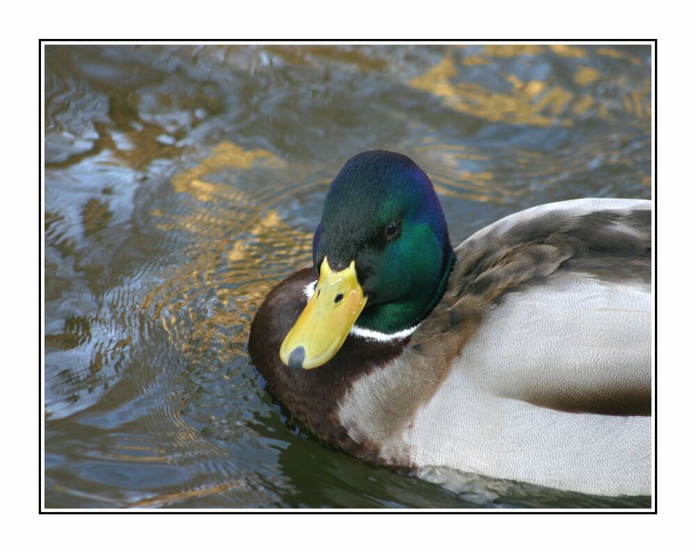 nein... ich bin keine Peking-Ente