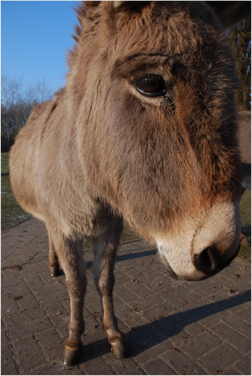 Nein, ich bin nicht der Bürgermeister von Wesel, ...