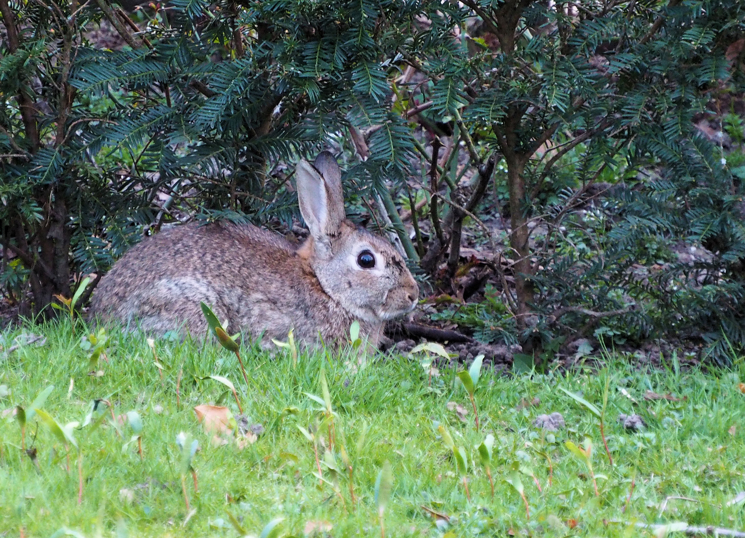 Nein ich bin nicht der Osterhase ... 