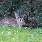 Nein ich bin nicht der Osterhase ... 