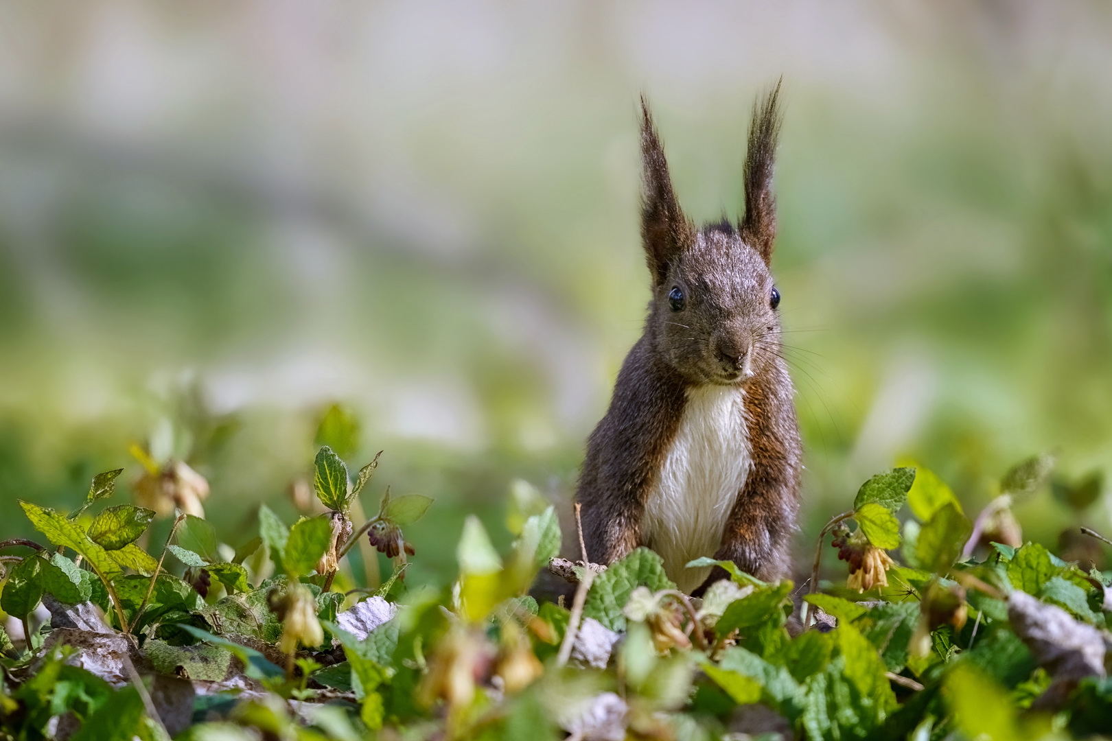 Nein, ich bin nicht der Osterhase