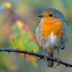 "Nein - Ich bin nicht dick!!!"