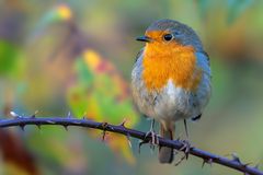 "Nein - Ich bin nicht dick!!!"