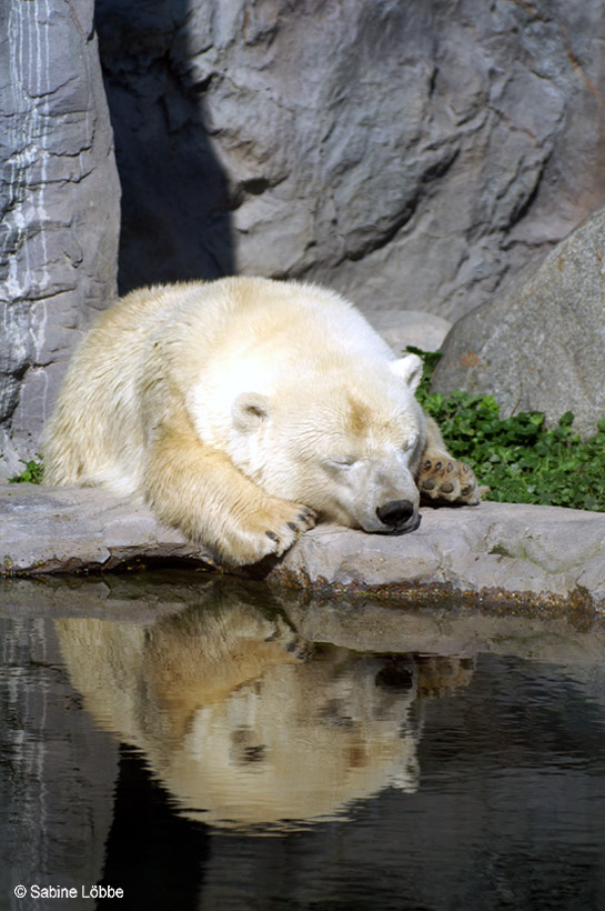 Nein, ich bin nicht Knut!