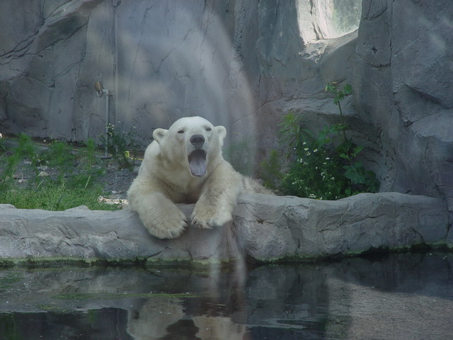 Nein ich bin nicht Knut