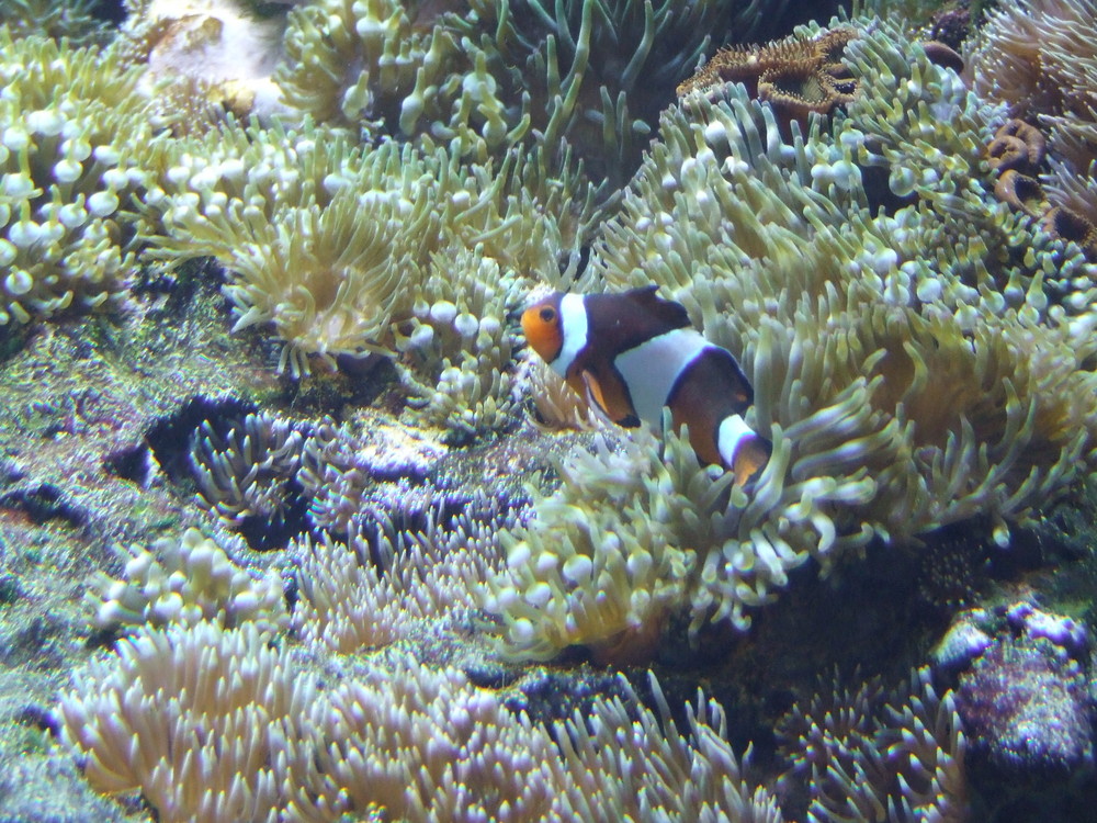 Nein. Ich bin nicht Nemo!!!!