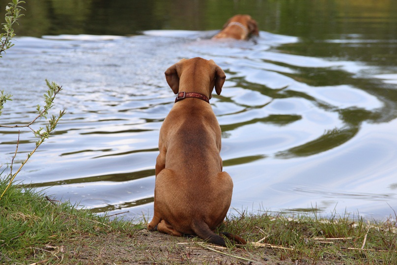 Nein, ICH gehe NICHT ins Wasser, nein nein :-)