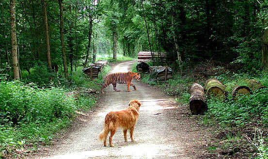 Nein, ich habe keine Angst! Er ist nur ein Zirkus-Tiger!