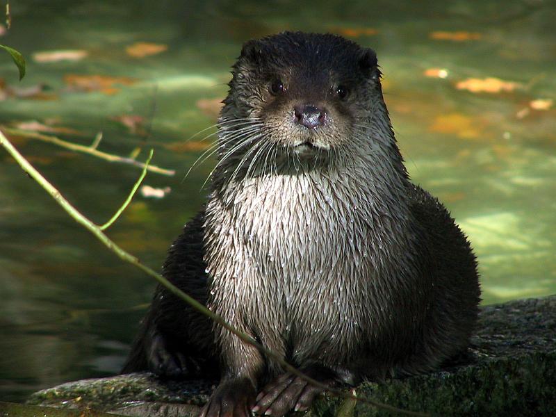 Nein, ich habe keinen Fisch, Otter