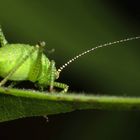 "Nein ich mag nicht mehr - die wollen mich ja doch alle Fressen, da spring ich lieber gleich"