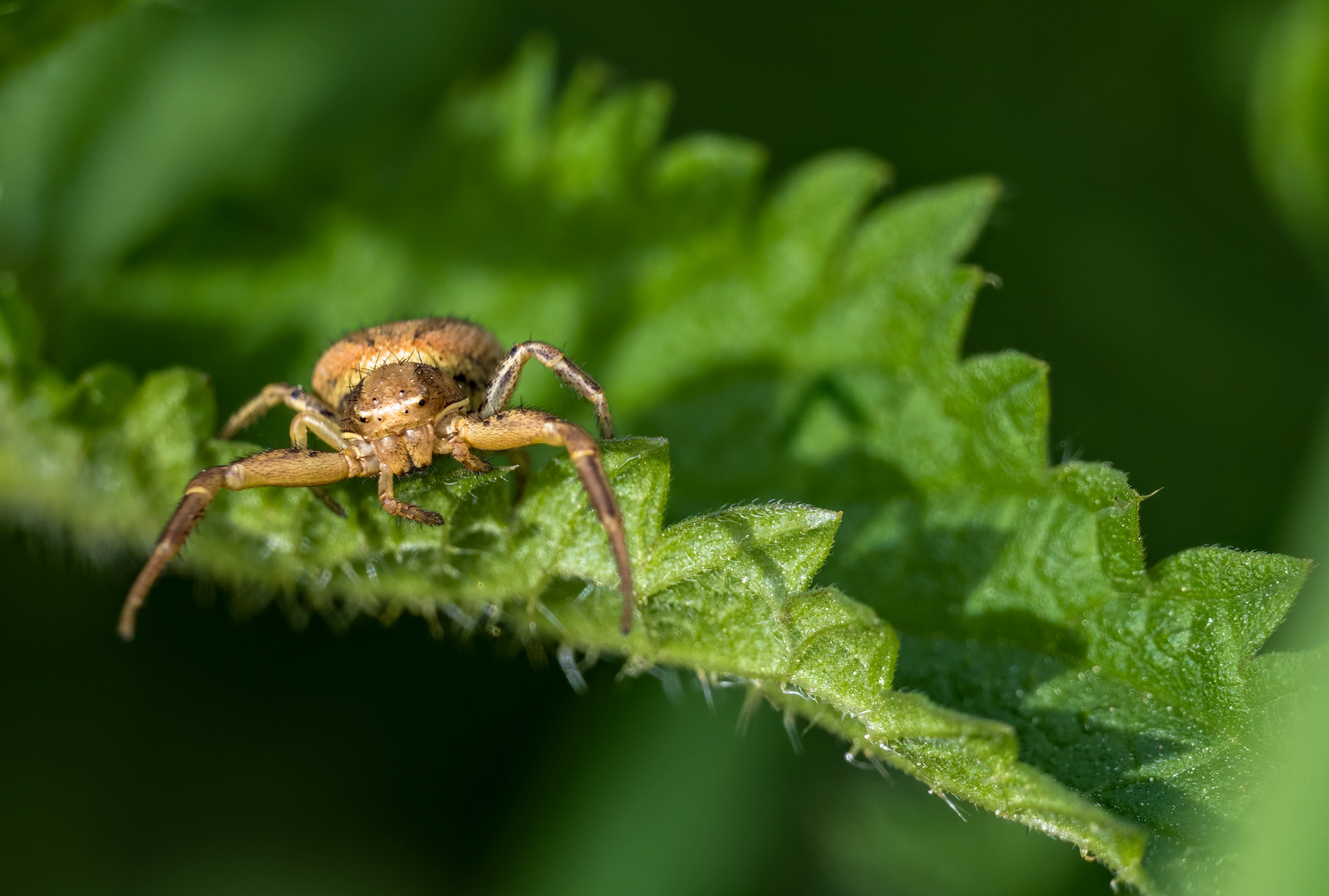 "NEIN ... ich spinne nicht - ich bin SPINNE"