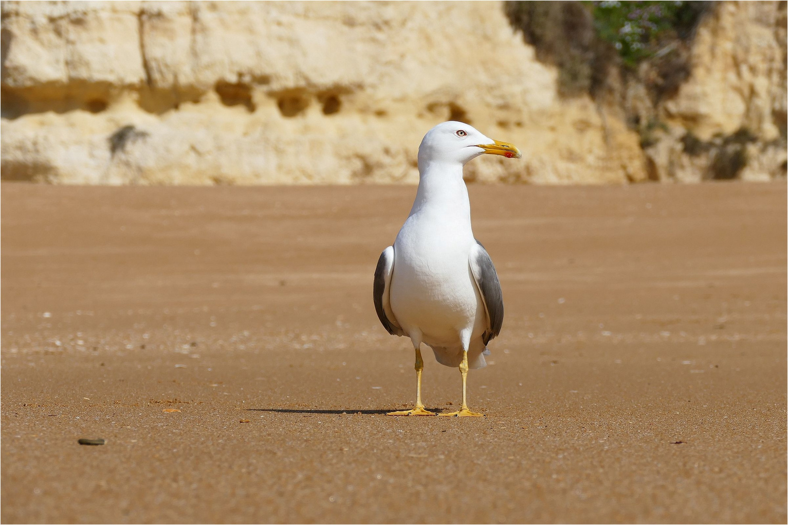 Nein, ich will nicht mehr.... Foto & Bild | urlaub, sonne ...