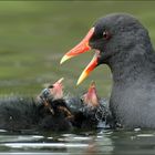 Nein, ihr dürft nicht mit den Gänsen spielen!