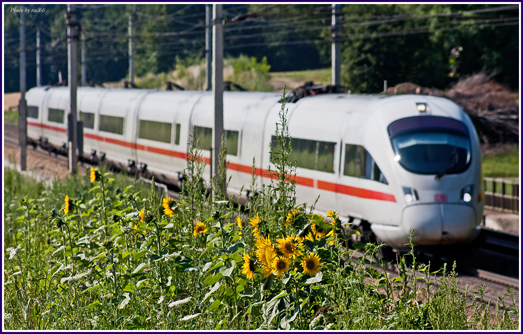 "Nein, jetzt sind die Sonnenblumen dran!"...