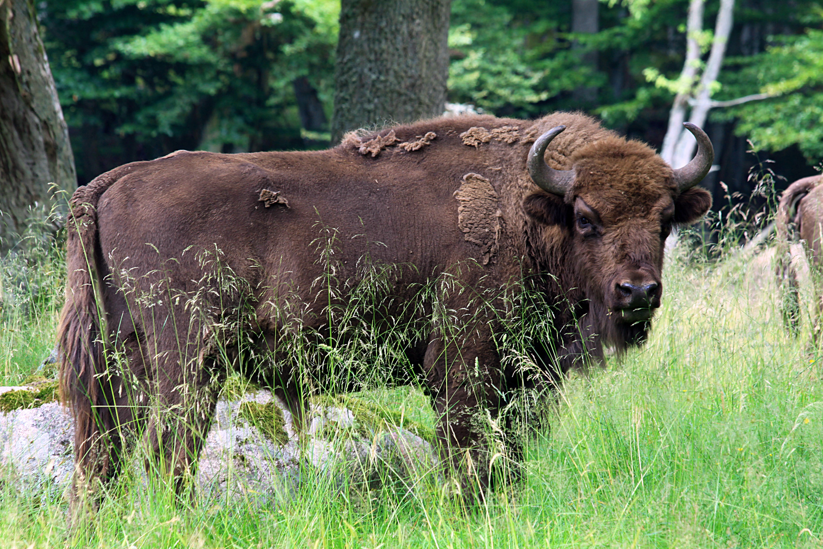 ....nein kein Elch! Ein Wisent