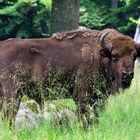 ....nein kein Elch! Ein Wisent