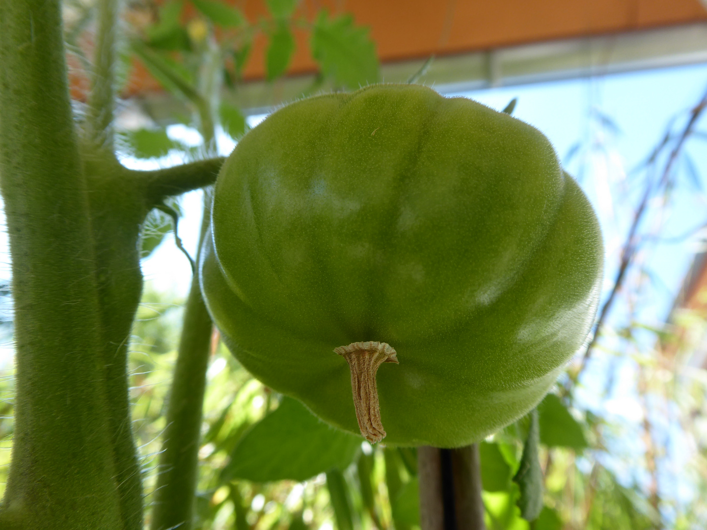 Nein, kein Kürbis, sondern eine Tomate