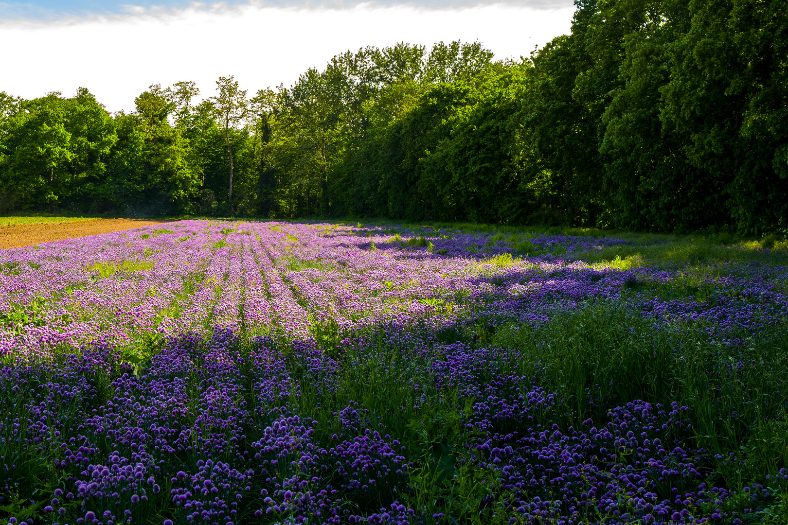 Nein kein Lavendel