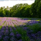 Nein kein Lavendel