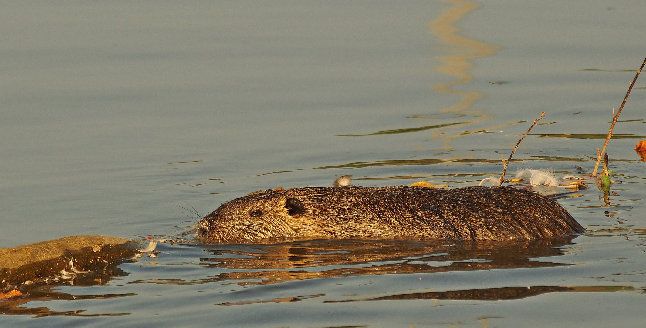 Nein, kein Treibholz - eine Nutria