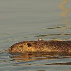 Nein, kein Treibholz - eine Nutria