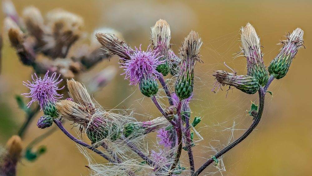 Nein - kein Unkraut, sondern BIENENFUTTER!