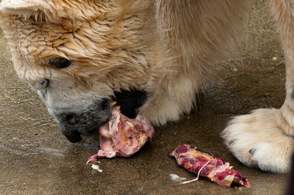 Nein, kein Veganer der Eisbär