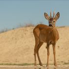 Nein, keine Antilope, ein Rehbock!