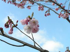 Nein, keine Mandelblüte auf Mallorca...