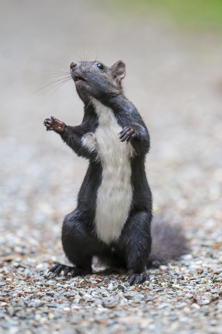 Nein, keine Maus!