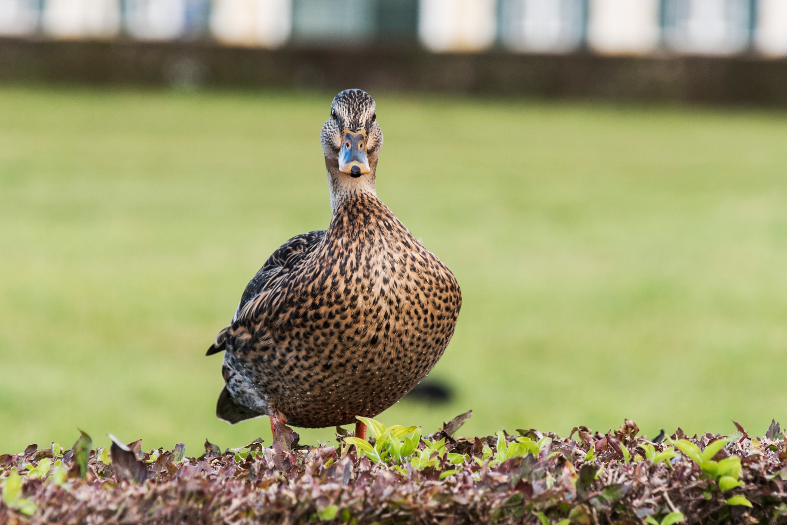 Nein, keine Pekingente...