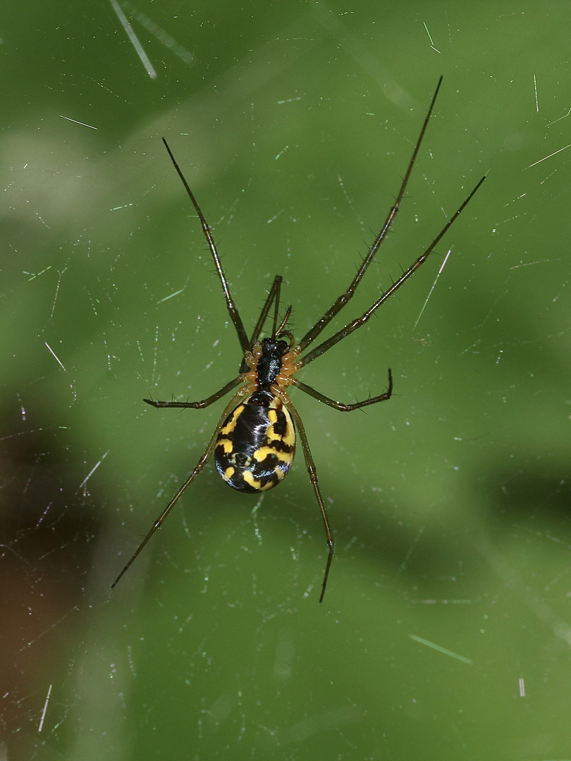 Nein, keine tropische Spinne aus Afrika ...