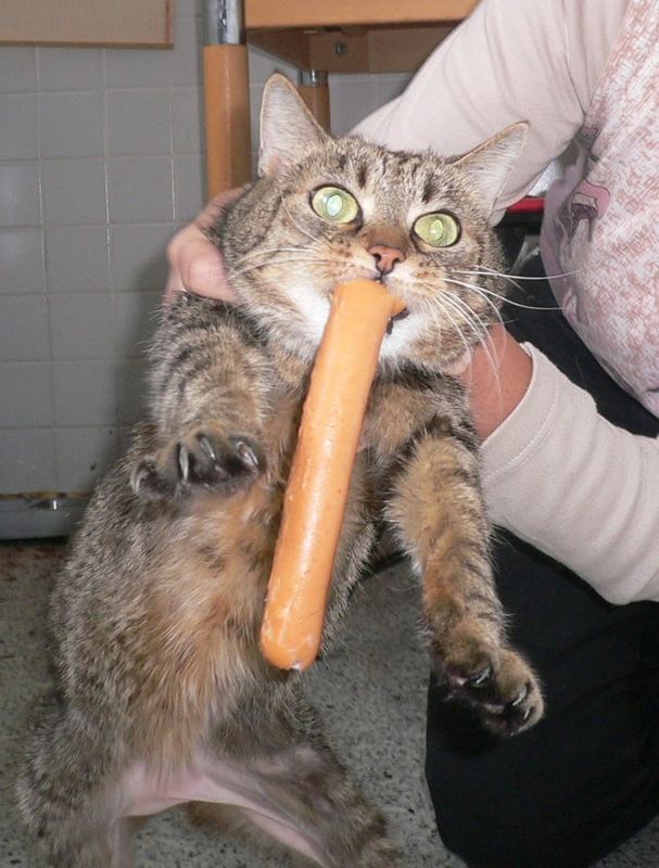 nein, meine Wurst gib ich nicht her... Foto & Bild tiere, haustiere, katzen Bilder auf