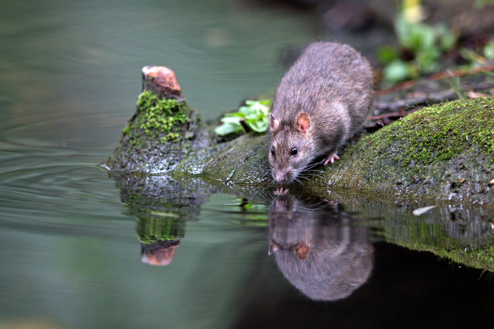 Nein, nein - die Wanderratte trinkt nicht...