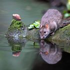 Nein, nein - die Wanderratte trinkt nicht...