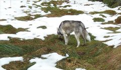 Nein nein... ich bin kein Wolf...