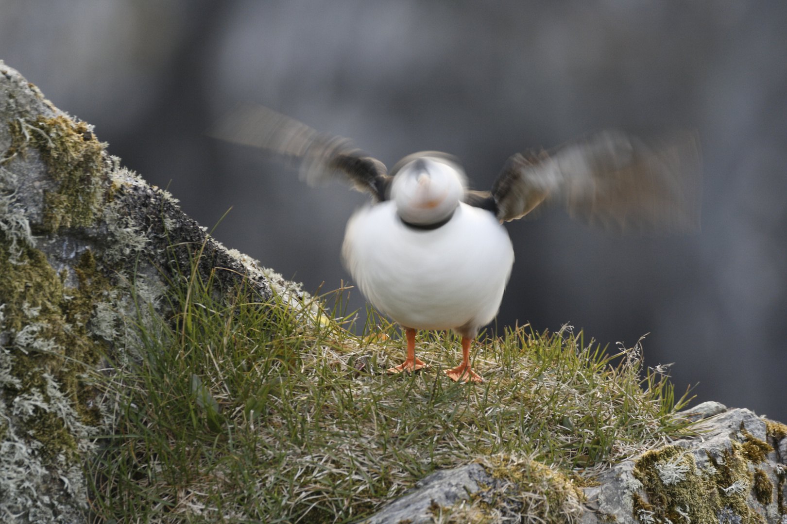 Nein, nein, nein...Papageitaucher  (Fratercula arctica)