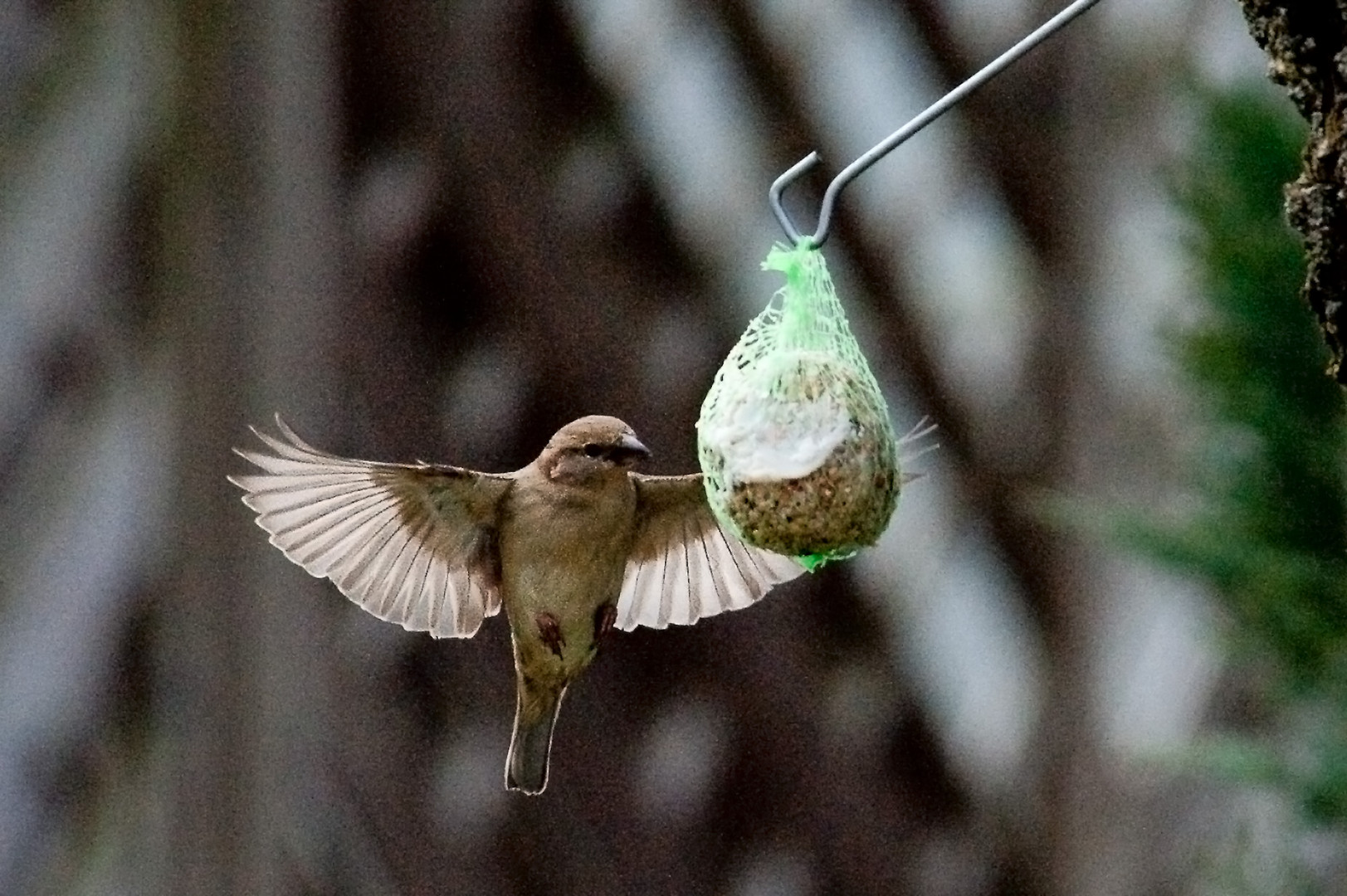 Nein, nicht Adler, sondern Feldsperling