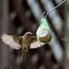 Nein, nicht Adler, sondern Feldsperling